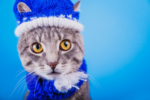 Grey tabby cat wears Santa's hat and scarf on blue background.