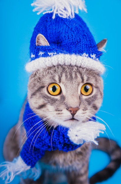 Grey tabby cat wears Santa's hat and scarf on blue background.