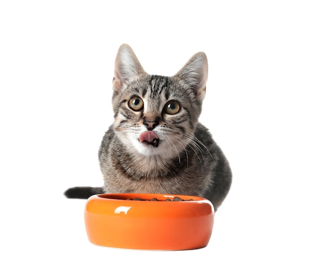 Grey tabby cat with feeding bowl on white background Adorable pet