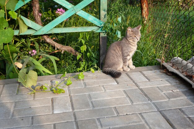 Grey teenage cat sitting on a tile in the summer