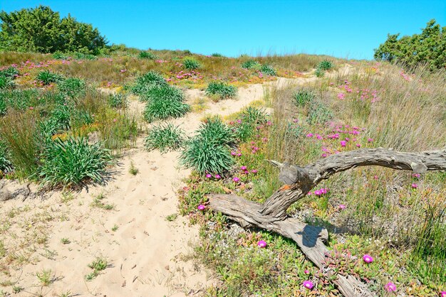 Photo grey trunk in a sand dune with flowers