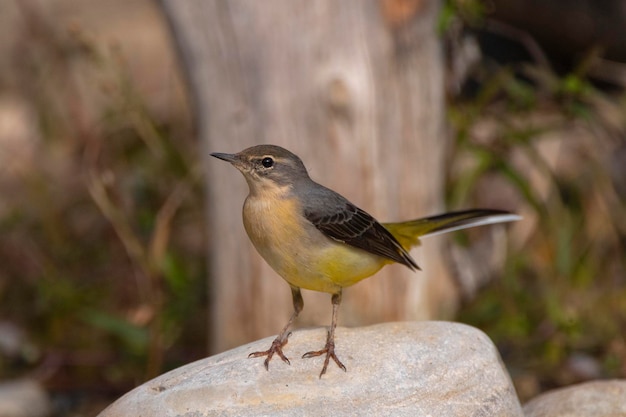 회색 wagtail Motacilla cinerea 말라가 스페인