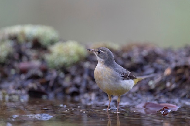 Ballerina grigia (motacilla cinerea) malaga, spagna