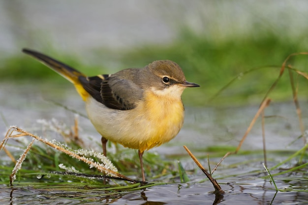 Grey wagtail Motacilla cinerea