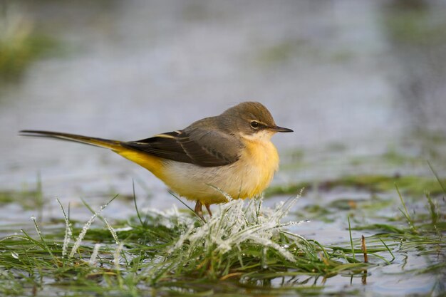 Grey wagtail Motacilla cinerea