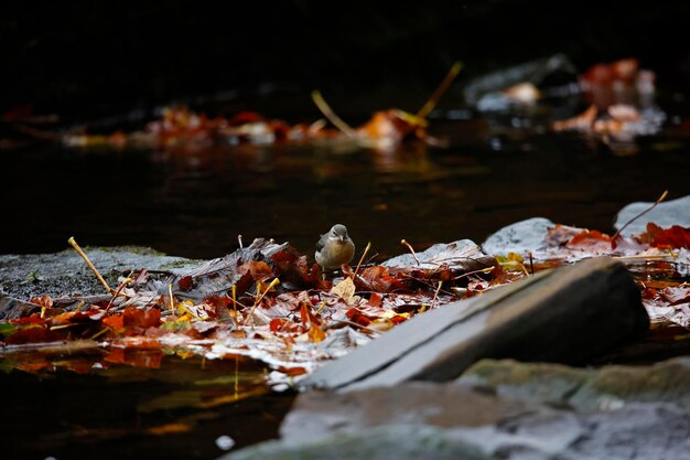 Grey wagtail searching for food among autumn leaves