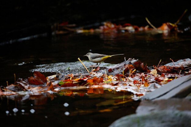 Grey wagtail searching for food among autumn leaves