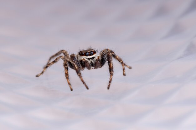 Grey Wall Jumping Spider van de soort Menemerus bivittatus