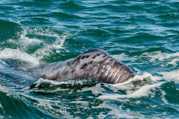 Grey whale calf portrait