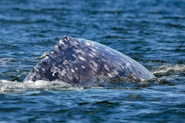 Grey whale close to whalewatching boat in magdalena bay baja california