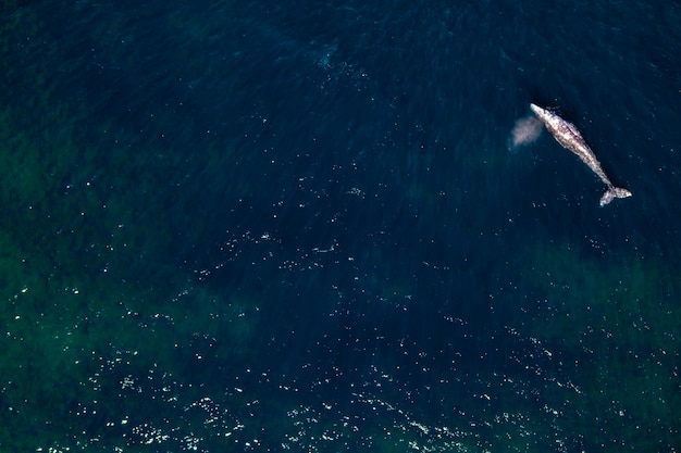 Grey whale in Mexico Baja California aerial drone view panorama