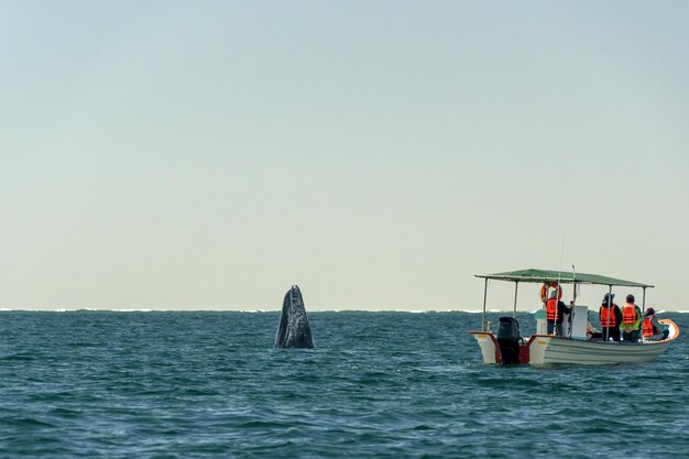 Grey whale spy hopping near whalewatching boat in magdalena bay baja california