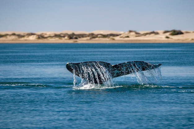 Grey whale tail going down in ocean