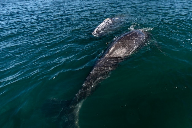 バハカリフォルニアでのコククジラウォッチング