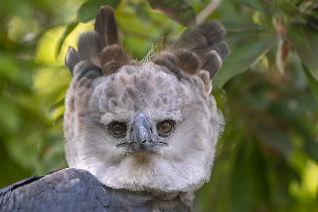 A grey and white bird with a black beak