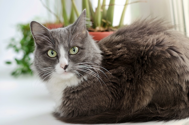 Grey white cat looking into the camera