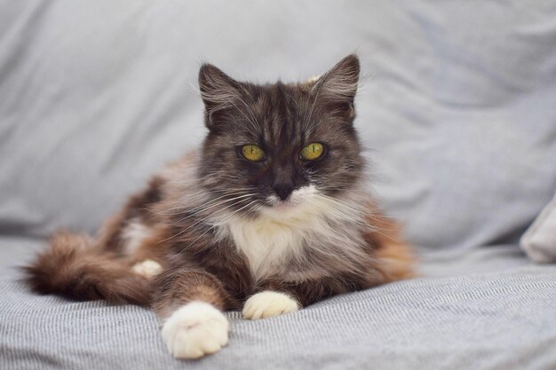 A grey and white cat with a white chest sits on a gray couch