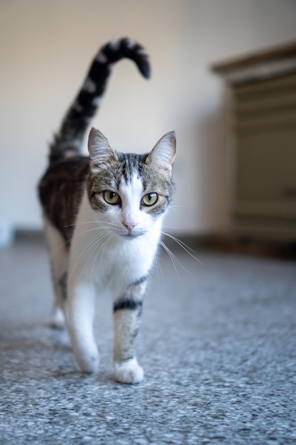 カメラを見ながら歩く灰色と白の飼い猫