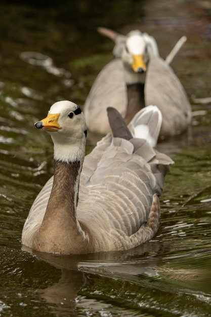 A grey and white duck with a white head and black and white head.