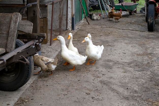 Grey and white ducks walking in paddock and chickens looking\
for grains on farm grey ground and tractor