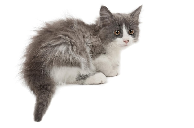Grey and white kitten