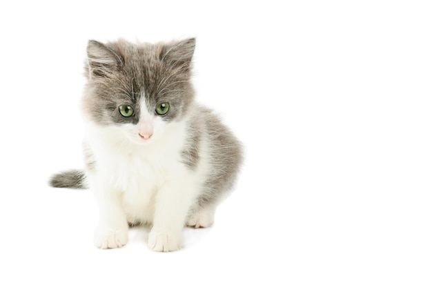 Grey and white kitten