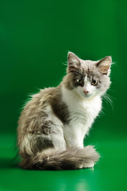 Grey and white kitten