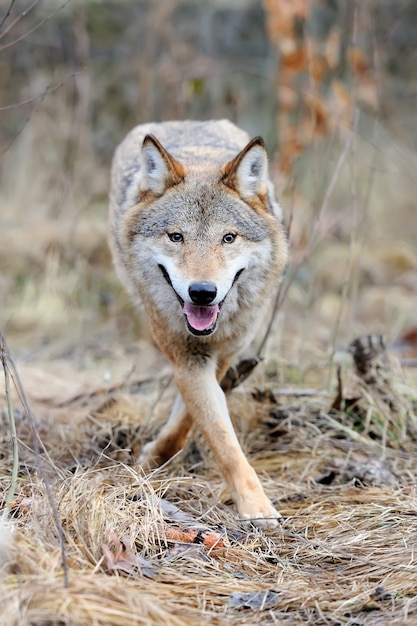 森の中の灰色の野生のオオカミ（Canis lupus）