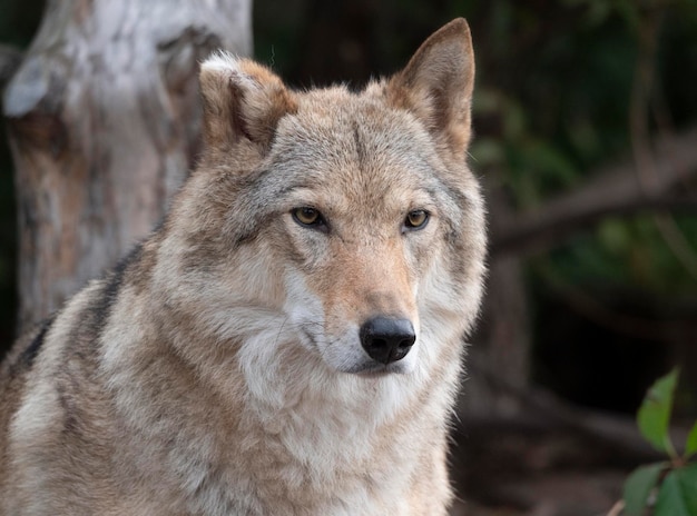 灰色オオカミ Canis lupus 肖像画の飼育下の動物