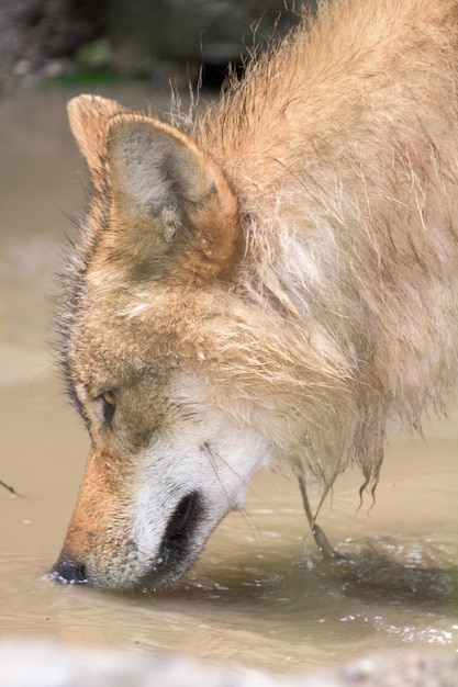 Grey wolf eating in forest background