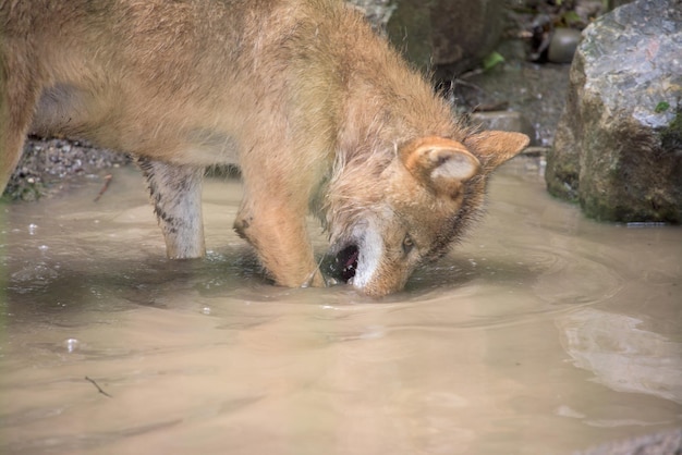 森の背景で食べる灰色オオカミ