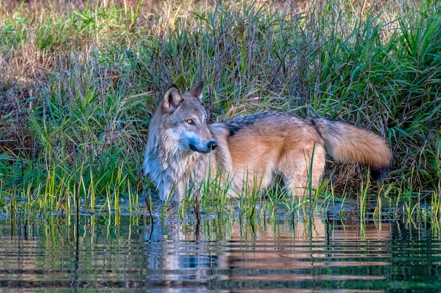 Grey Wolf Standing in Water with Rippling Reflection