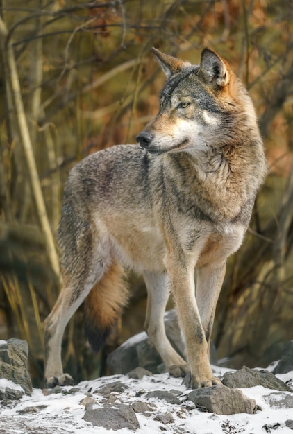 Grey Wolf