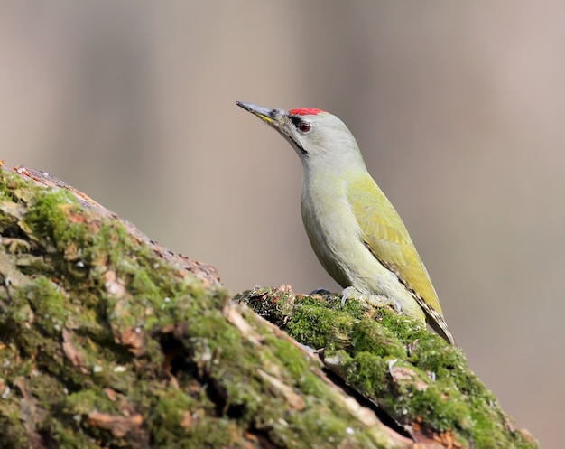 Grey woodpecker closeup portrait.