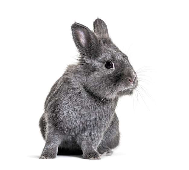 Grey young rabbit standing in front isolated