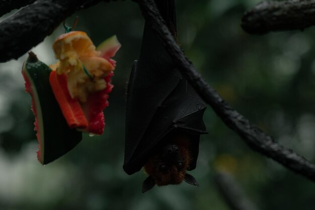 Greyheaded flying fox on the tree upside down next to the fruit with its eyes open copy space for text background