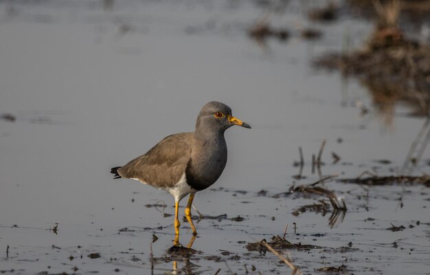 Greyheaded Lapwing looking for food in the water