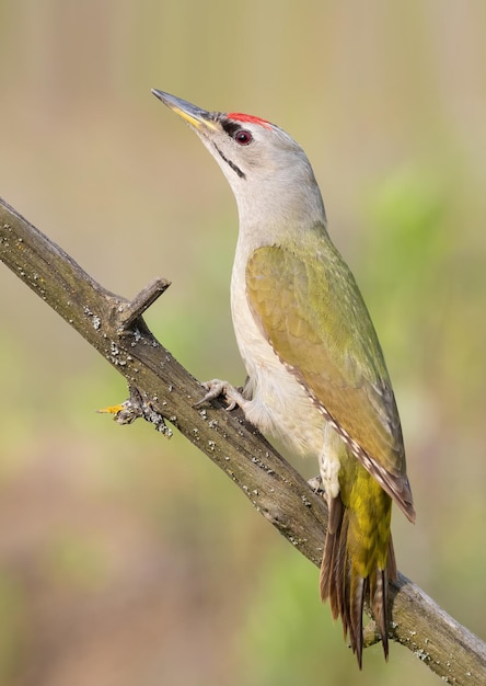 Greyheaded woodpecker Picus canus A bird sits on a branch on a beautiful background