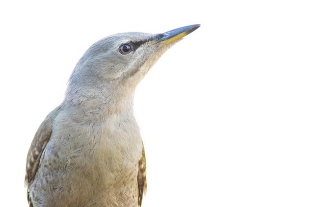 Greyheaded woodpecker Picus canus Closeup isolated white background