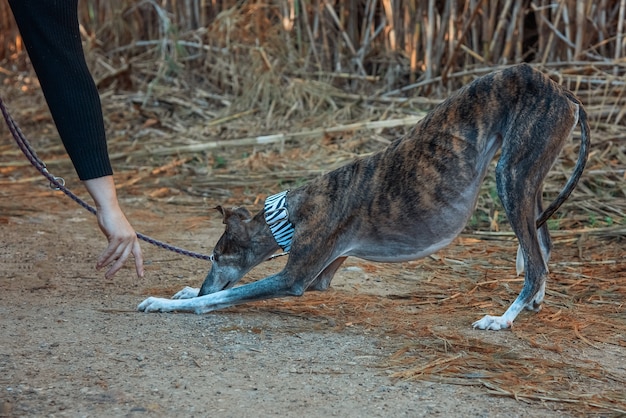 Foto il cane levriero si china per salutare