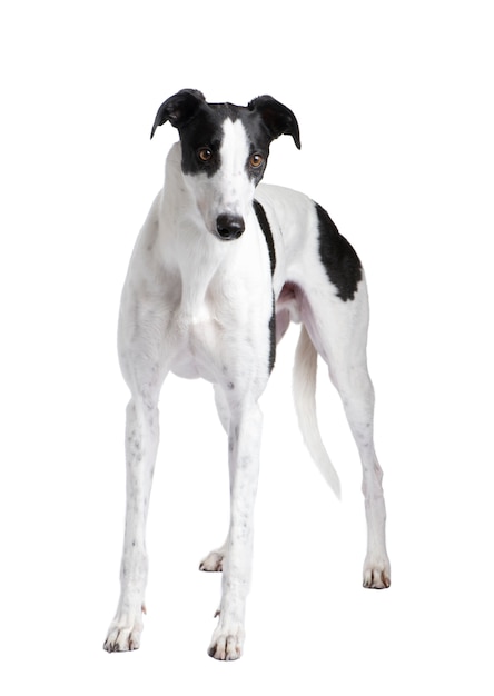 Greyhound dog portrait isolated