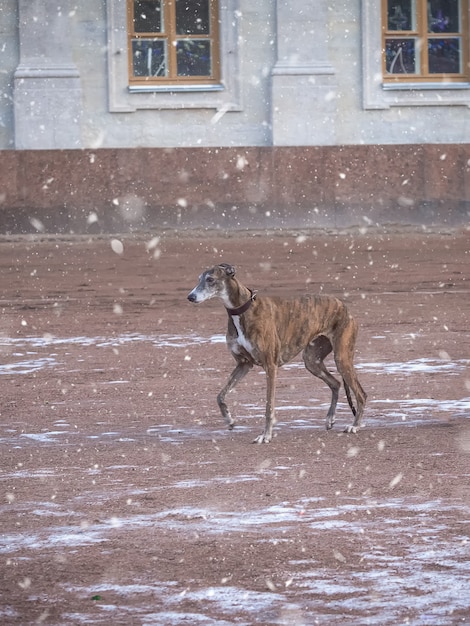 A Greyhound dog on a walk in winter near an ancient Palace.
