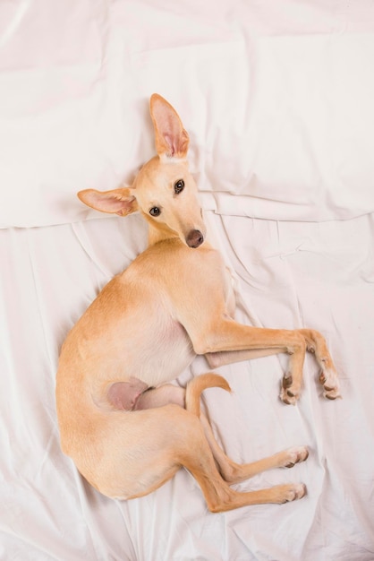 Greyhound dog on white bed