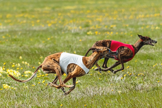 Photo greyhound dogs running fast and chasing lure across green field at dog racing competion