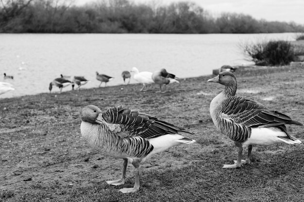 Photo greylag geese by river