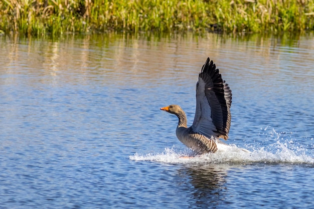 Greylag goose Anser anser landing