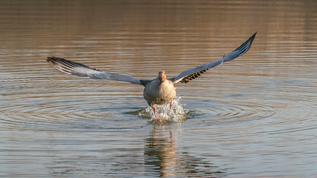 Серый гусь (Anser anser) взлетает с воды