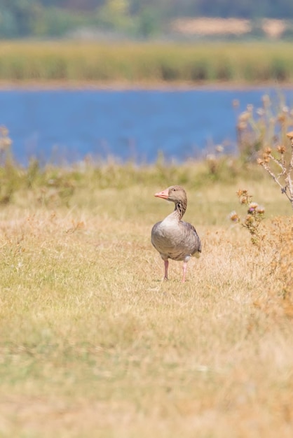 Greylag Goose (Anser anser)