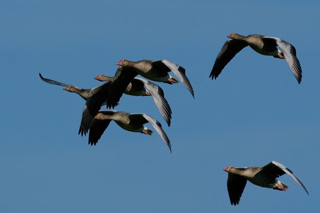 Greylag goose Anser anser