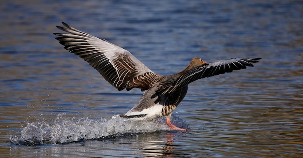 Greylag goose Anser anser